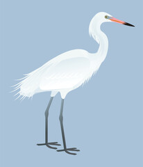Fototapeta premium Isolated vector illustration of white morph Reddish Egret (Egretta rufescens), a species in the Ardeidae family (including herons, egrets, and bitterns). Long-legged, long-necked, freshwater, coastal 