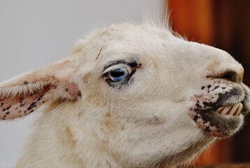 Fototapeta premium Close up profile of a white llama showing its teeth