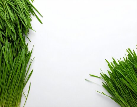 Fresh green wheatgrass with water drops on isolated white background with copy space