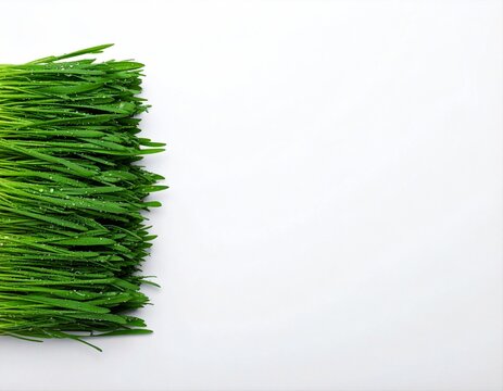 Fresh green wheatgrass border with dew drops on white background with copy space