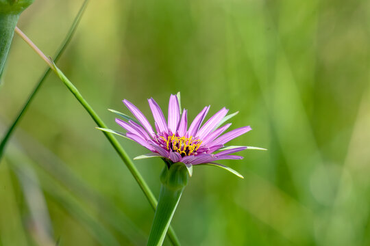 Purple or common salsify (tragopogon porrifolius) flower