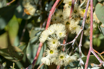 Close-up if white box (eucalyptus albens) flowers, this tree is known as birri in the Wiradjuri language © Galumphing Galah