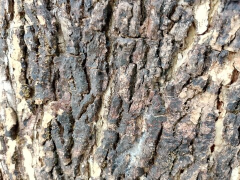 bark of a tree