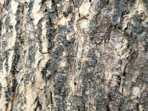 bark of a tree