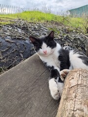 cat on the roof © Mykola