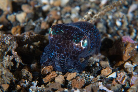 Bobtail Squid in Lembeh Strait, Sulawesi, Indonesia