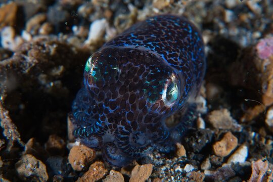Bobtail Squid in Lembeh Strait, Sulawesi, Indonesia