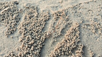 tire tracks in sand,Round sand clumps are found on beaches where sand crabs have dug holes to make their shelters. © kampolk