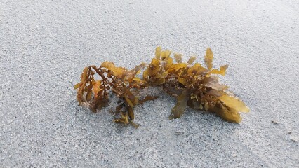Olive-green seaweed washed up onto the seaside sand. © kampolk