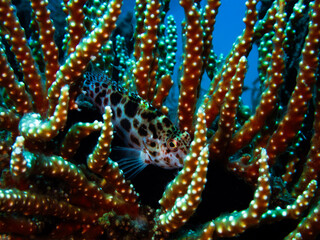 Hawkfish hiding inbetween the corals  © cheenu wild