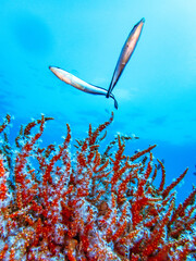 coral reef with fish © cheenu wild