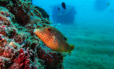 Artificial coral reef with Spotted sharpnose © cheenu wild