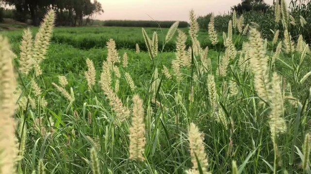 Wild foxtail grass swaying in the wind at sunset in a rural