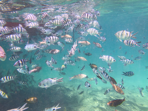 Large school of sergeant major fish at Blue Bay, Mauritius