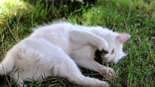 White fluffy cat playing with a caught mouse on a green lawn on a sunny day. Domestic predator shows natural hunting instincts while playing with prey in fresh grass outdoors. Active movement and play