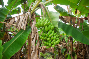 bunch of bananas on tree © Narong