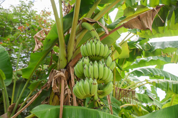 bunch of bananas on tree © Narong