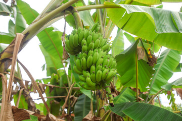 bananas on the tree © Narong