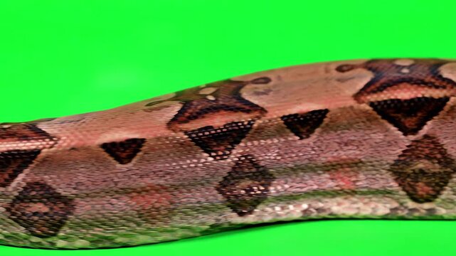 Side view of a majestic boa constrictor crawling through the frame on a solid green screen background for video compositing
