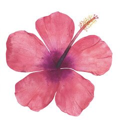 Naklejka premium Hand-Drawn Watercolor Red Hibiscus Flower Blossom Isolated on Black Background
