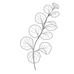 Minimalist eucalyptus leaf branch line art illustration  © Jiyoung