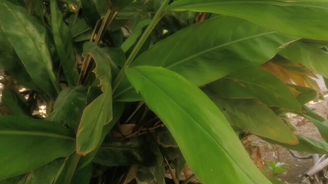 Galangal plant, a type of tuberous spice plant capable of growing in both highland and lowland areas, usually as material in traditional cooking . Nature tropical garden.
