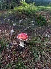Fly agaric in the wood © Kornrawee