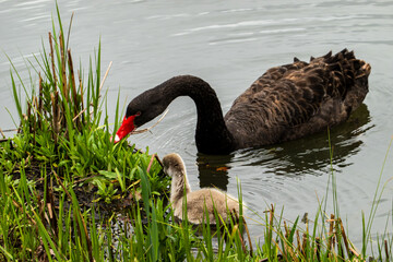 Black Swan on the Pond © aLLAN