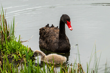 Black Swan on the Pond © aLLAN