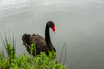 Black Swan on the Pond © aLLAN