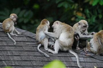 Monkey Family on Roof Top Tropical Wildlife © Jimmy
