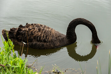 Black Swan on the Pond © aLLAN