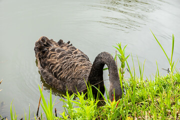 Black Swan on the Pond © aLLAN