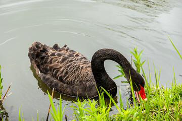 Black Swan on the Pond © aLLAN