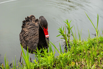Black Swan on the Pond © aLLAN