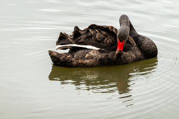 Black Swan on the Pond © aLLAN