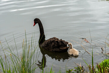 Black Swan on the Pond © aLLAN