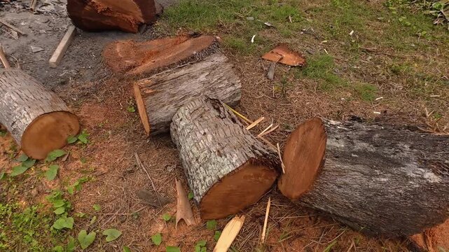 Freshly cut wood logs lying on the ground outdoors