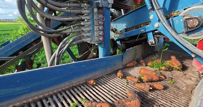 Carrot harvest in farm land.