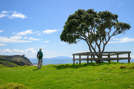 Visitor standing by Pohutukawa tree and looking at the Hauraki Gulf. Shakespear Regional Park. Auckland.
