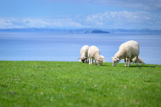 Ewe and fluffy spring lamb grazing on green pasture. Hauraki Gulf in the distance. Shakespear Regional Park. Auckland.
