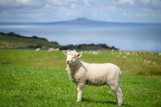 Fluffy spring lamb on green pasture. Rangitoto Island in the distance. Shakespear Regional Park. Auckland.