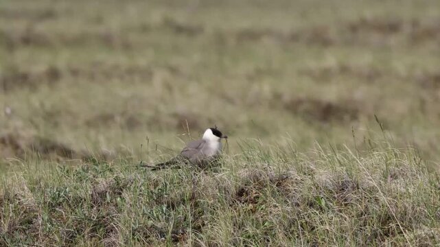 Long-tailed jaeger bird sitting on the grass close up