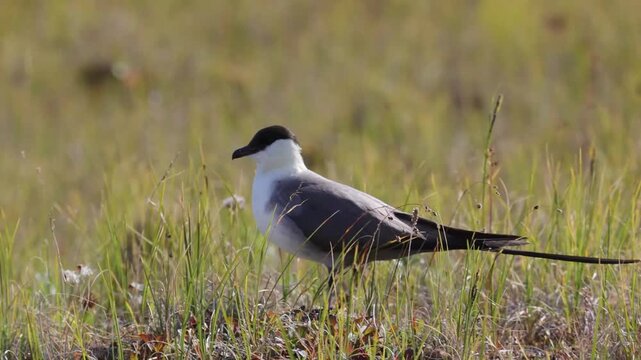 Long-tailed jaeger bird sitting on the grass close up
