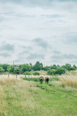 Cattle grazing in a summer meadow in Copenhagen, Denmark © Takuya