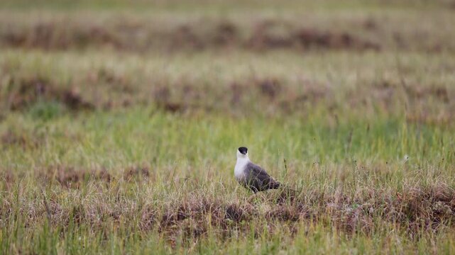 Long-tailed jaeger bird sitting on the grass close up
