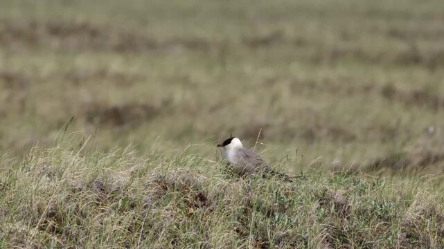 Long-tailed jaeger bird sitting on the grass close up