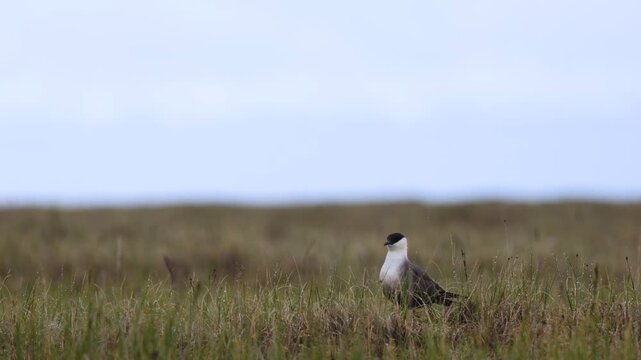 Long-tailed jaeger bird sitting on the grass close up