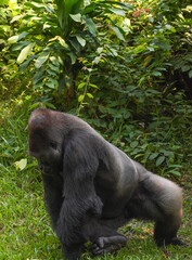 Western lowland gorilla walking on green grass in tropical jungle enclosure. © Damasus