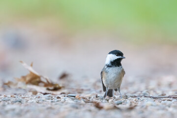Black capped chickadee bird standing on gravel path © SNEHIT PHOTO